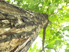 Terminalia tomentosa