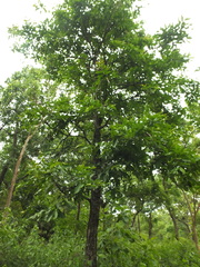 Terminalia tomentosa