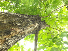 Terminalia tomentosa