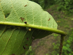 Terminalia tomentosa