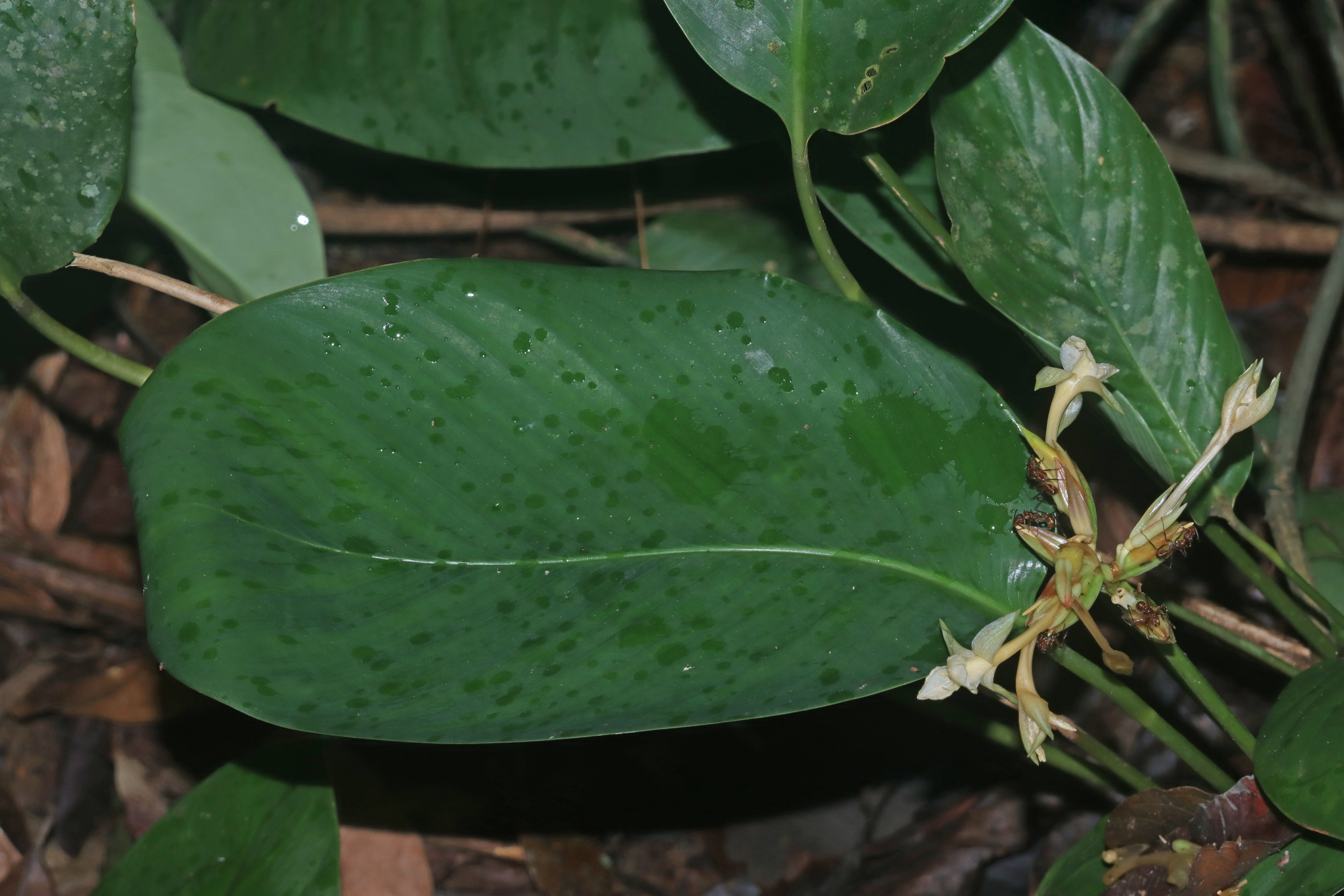 Calatea