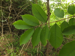Wrightia arborea