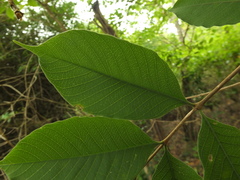 Wrightia arborea