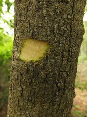 Wrightia arborea