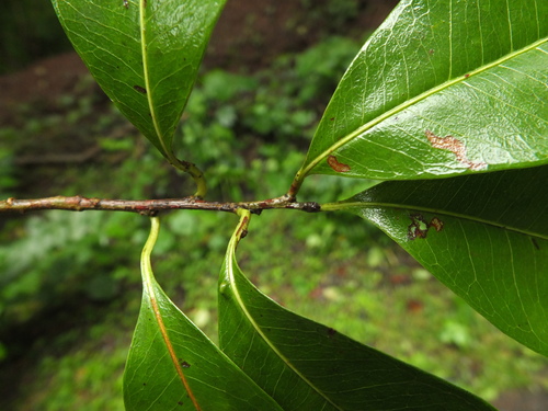 Image of Xantolis tomentosa by (c) Siddarth Machado, some rights reserved (CC BY)