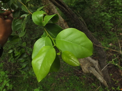 Ximenia americana