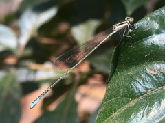 Aciagrion occidentale