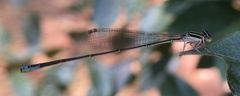 Aciagrion occidentale