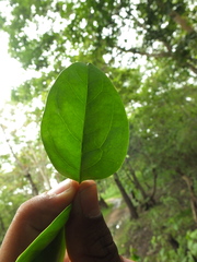 Ximenia americana