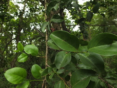 Ximenia americana