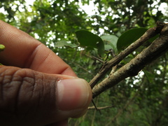 Ximenia americana