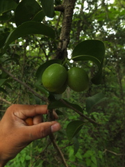 Ximenia americana
