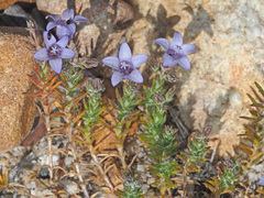 Wahlenbergia oxyphylla