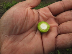 Ximenia americana