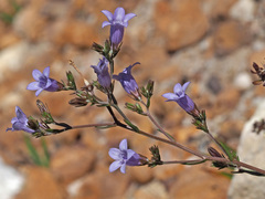 Wahlenbergia oxyphylla
