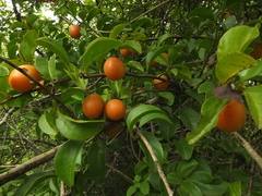 Ximenia americana