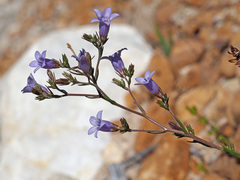 Wahlenbergia oxyphylla