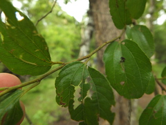 Ziziphus xylopyrus