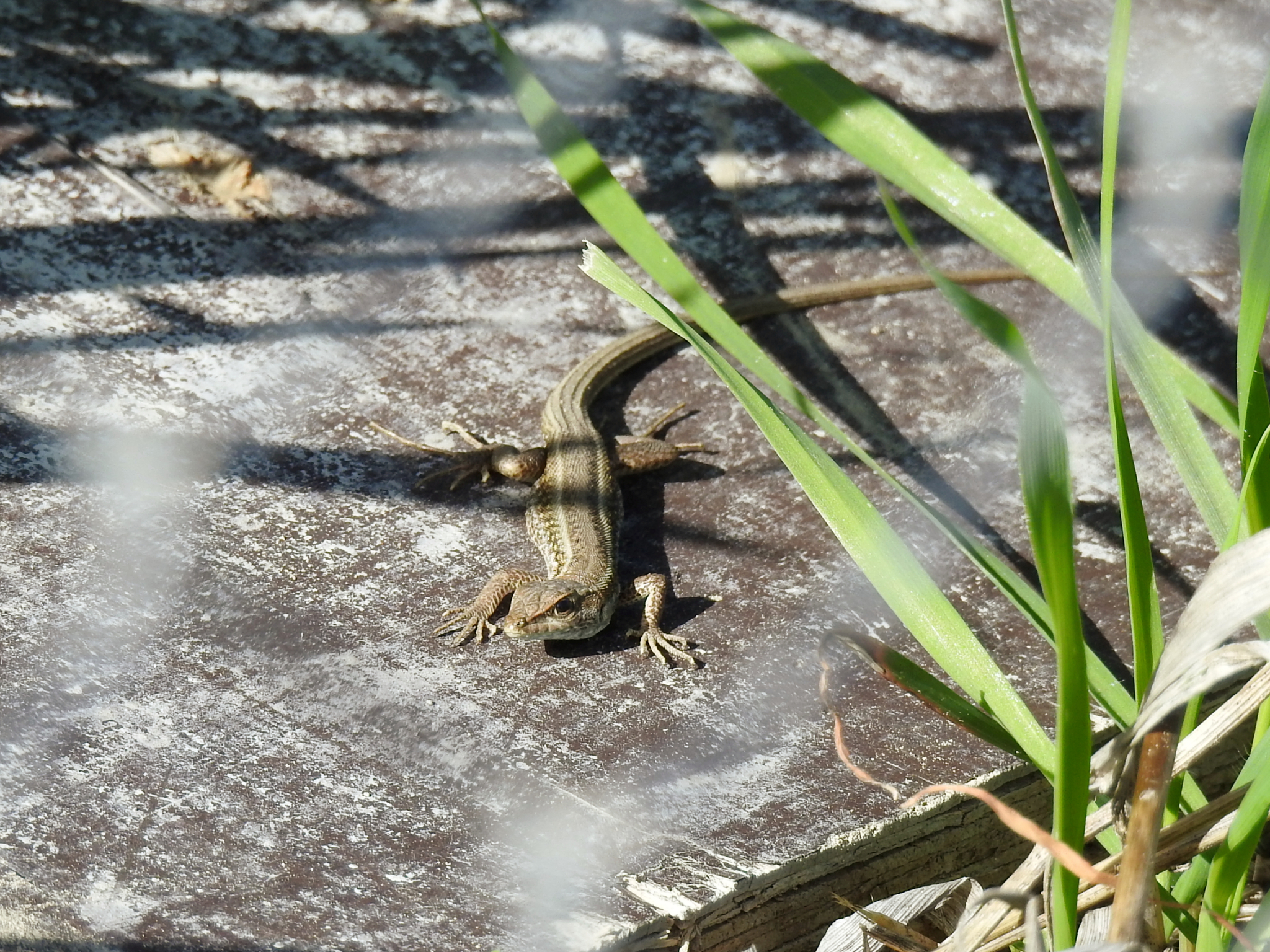 Ophisops venustus