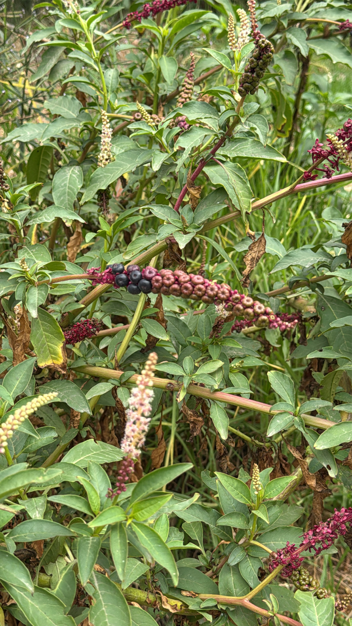 Chilean pokeweed