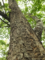 Ziziphus xylopyrus
