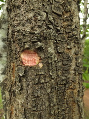 Ziziphus xylopyrus