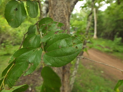 Ziziphus xylopyrus