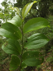 Ziziphus xylopyrus