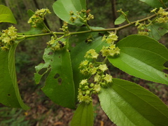 Ziziphus xylopyrus