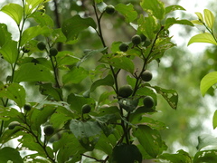 Ziziphus xylopyrus