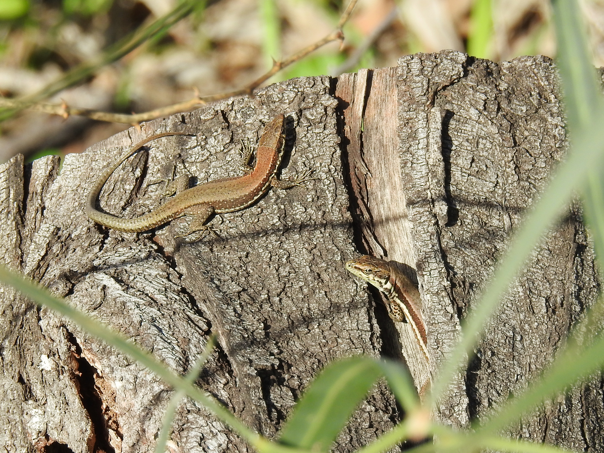 Troodos Rock Lizard, Phoenicolacerta troodica