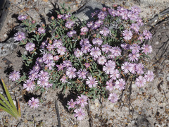 Phiambolia