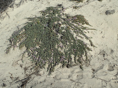 Phiambolia
