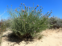 Leucadendron dubium