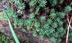 Dawsonia longiseta