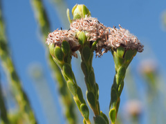 Leucadendron dubium