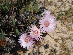 Ruschia albida