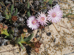 Ruschia albida