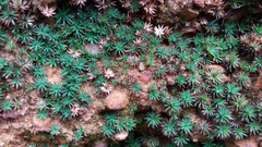 Dawsonia longiseta