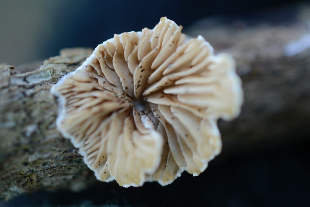 Crepidotus · January 2026 · photo: © cryptomarasmius (iNaturalist, cc-by)