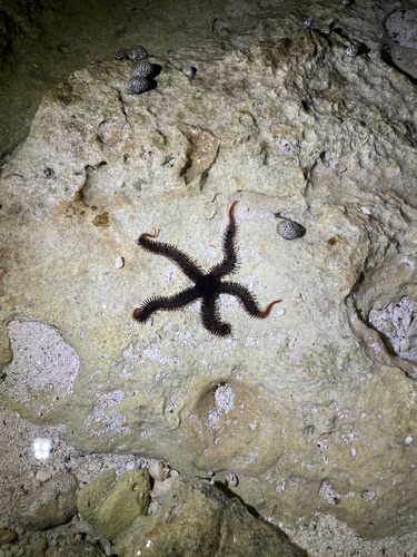 Ophiomastix wendtii observed 2026-01-06