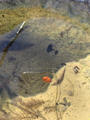 Thermonectus nigrofasciatus