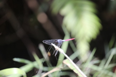 Orthetrum schneideri