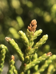 Halocarpus