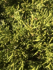 Halocarpus