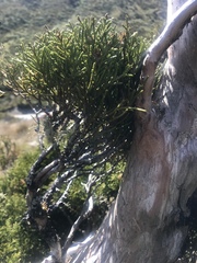Halocarpus