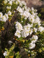 Veronica brachysiphon