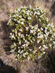 Veronica brachysiphon