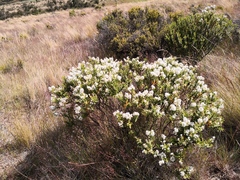 Veronica brachysiphon