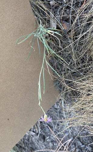 thread-leaf fleabane (Erigeron filifolius)